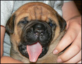 Puppies 1-3 weeks - Pennut 1-3 viikkoa